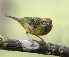 Tangara icterocephala