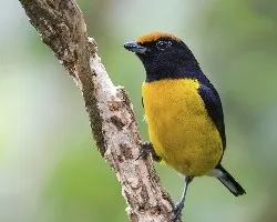 Euphonia anneae