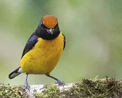 Euphonia anneae