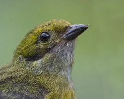 Tangara icterocephala