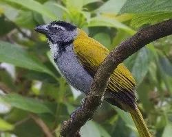 Saltator atriceps