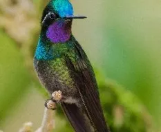 Lampornis calolaemus