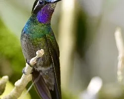 Lampornis calolaemus