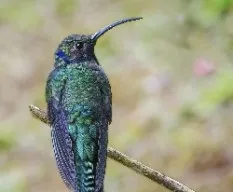 Campylopterus hemileucurus