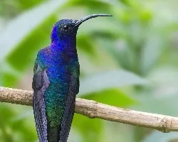 Campylopterus hemileucurus