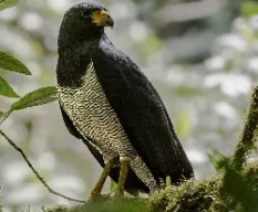 Leucopternis princeps