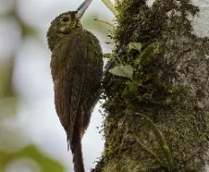 Xiphorhynchus erythropygius