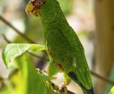 Amazona albifrons
