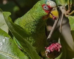 Amazona albifrons