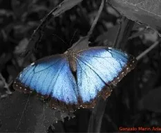 Mariposa