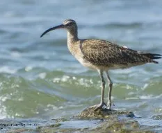 Numenius phaeopus