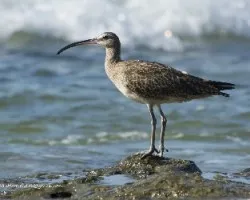Numenius phaeopus