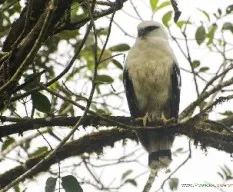 Leucopternis albicollis