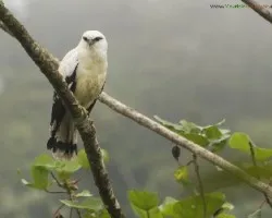 Leucopternis albicollis