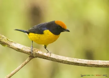 Euphonia anneae