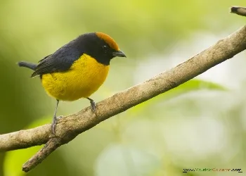 Euphonia anneae