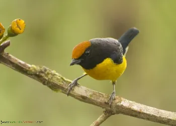 Euphonia anneae