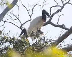 Jabiru mycteria