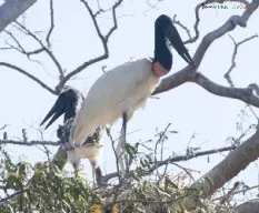 Jabiru mycteria