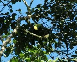 Ramphastos sulfuratus