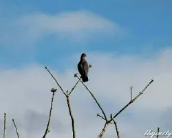 Patagioenas cayennensis