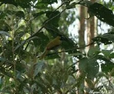 Saltator atriceps