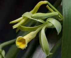 Vainilla planifolia