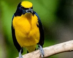 Euphonia laniirostris