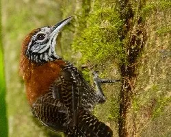 Thryothorus semibadius