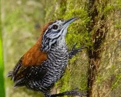 Thryothorus semibadius