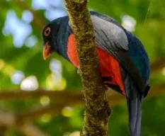 Trogon massena