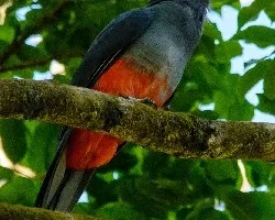 Trogon massena