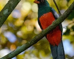 Trogon massena