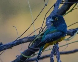 Trogon caligatus