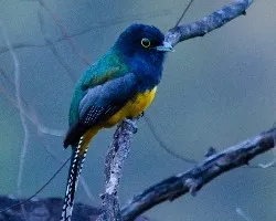 Trogon caligatus