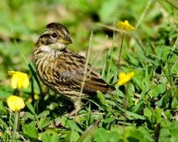 Zonotrichia capensis