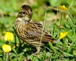 Zonotrichia capensis