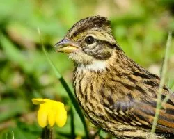 Zonotrichia capensis