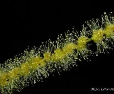 Flor de castanea sativa