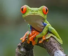 Agalichnys callidryas