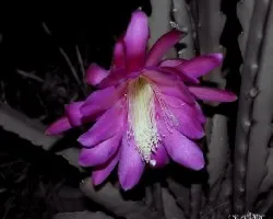 Epiphyllum_oxypetalum