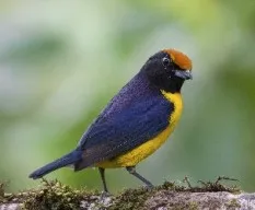 Euphonia anneae
