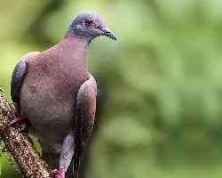 Patagioenas cayennensis