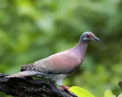 Patagioenas cayennensis