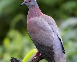 Patagioenas cayennensis