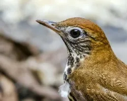 Hylocichla mustelina
