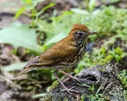 Hylocichla mustelina