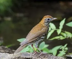 Hylocichla mustelina