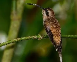 Phaethornis longirostris