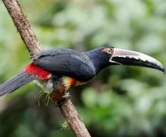 Pteroglossus torquatus